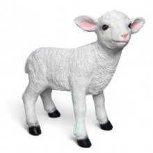 Lamm