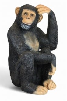 Schimpanse kopfkraulend