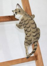 Katze hängend, grau-weiss