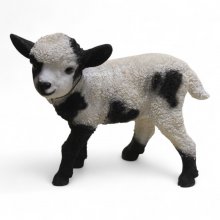 Ziegenbaby