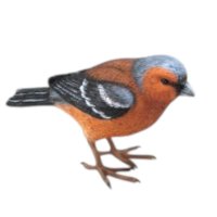 Vogel