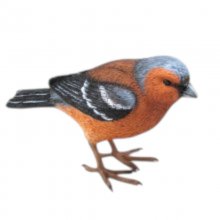 Vogel