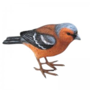 Vogel