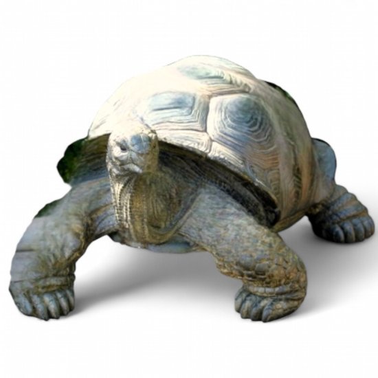 Schildkröte mittel - zum Schließen ins Bild klicken