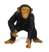Schimpanse hockend