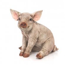 Schwein sitzend klein