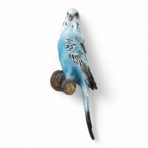 Papagei blau
