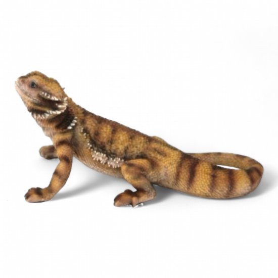 Bartagame - zum Schließen ins Bild klicken
