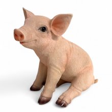 Schwein sitzend
