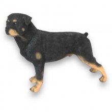 Rottweiler stehend