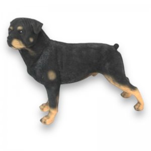 Rottweiler stehend