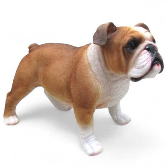 Bulldogge stehend - zum Schließen ins Bild klicken