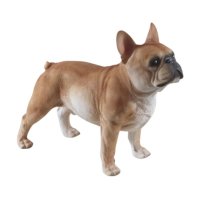 Franz. Bulldogge stehend