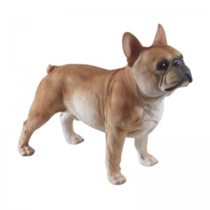 Franz. Bulldogge stehend