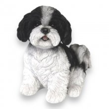 Shi Tzu Welpe schwarz