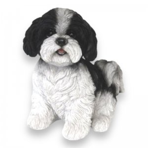 Shi Tzu Welpe schwarz