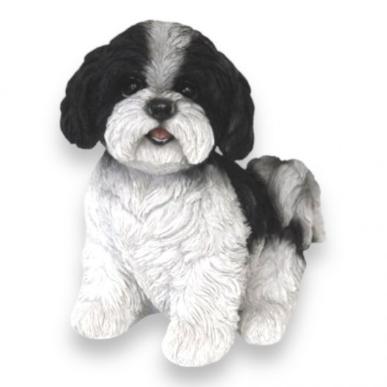 Shi Tzu Welpe schwarz - zum Schließen ins Bild klicken