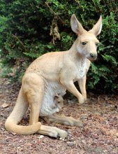 Känguru mit Kind