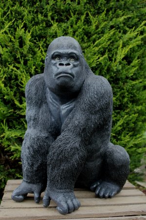 Gorilla Silberrücken