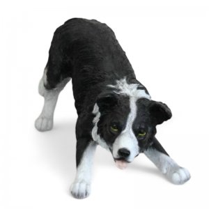Border Collie spielend