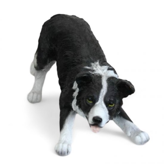Border Collie spielend - zum Schließen ins Bild klicken