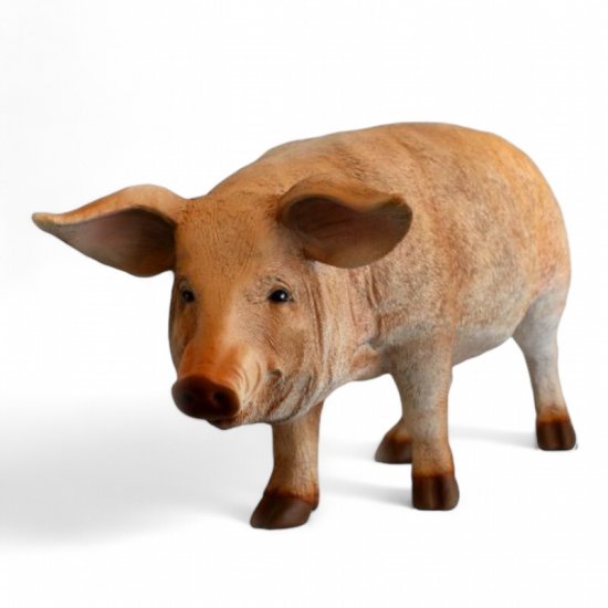 Schwein steht - zum Schließen ins Bild klicken