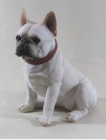 Franz. Bulldogge sitzend