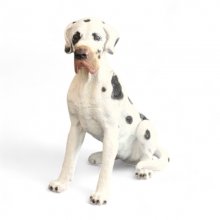 Dogge weiß-schwarz