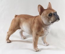 Franz. Bulldogge stehend