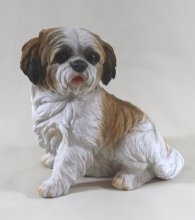 Shih Tzu sitzend