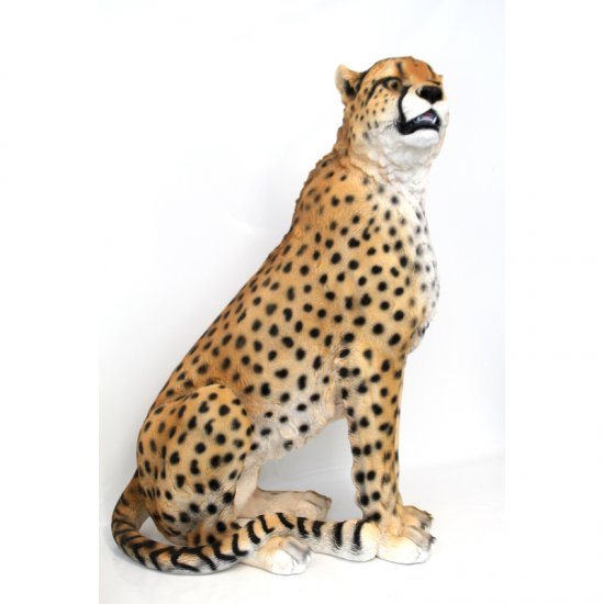 Gepard sitzend - zum Schließen ins Bild klicken