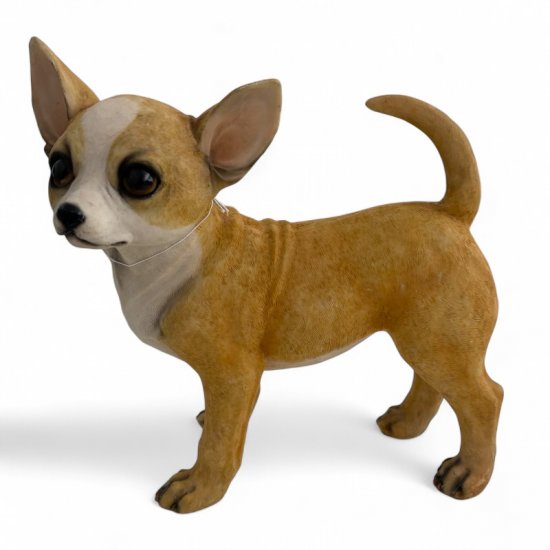 Chihuahua stehend - zum Schließen ins Bild klicken