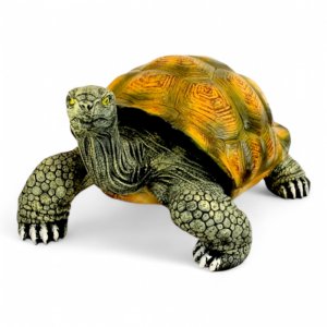 Schildkröte groß
