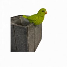 Papagei Kantenhocker