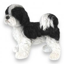 Shi Tzu Welpe schwarz