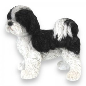 Shi Tzu Welpe schwarz