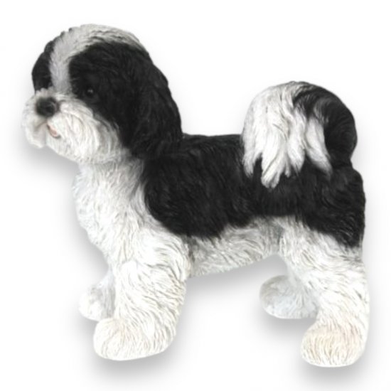Shi Tzu Welpe schwarz - zum Schließen ins Bild klicken