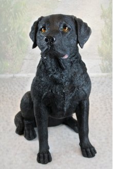 Labrador schwarz