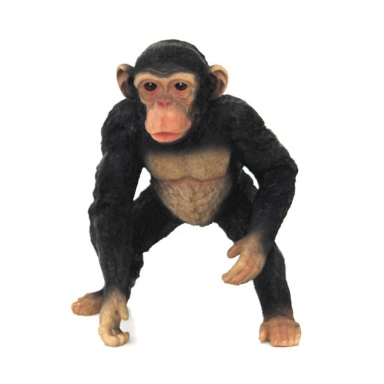 Schimpanse - zum Schließen ins Bild klicken