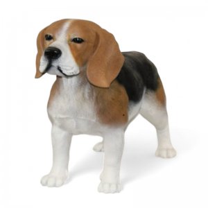 Beagle
