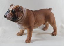Engl.Bulldogge
