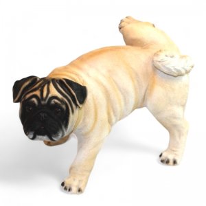 Mops pinkeln