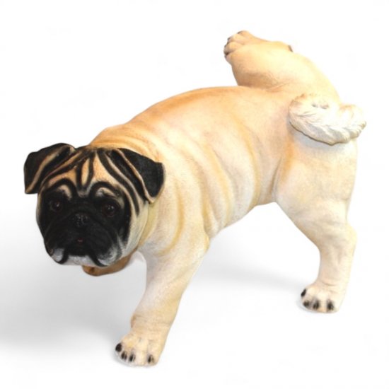 Mops pinkeln - zum Schließen ins Bild klicken