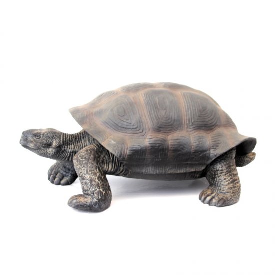 Schildkröte riesig - zum Schließen ins Bild klicken