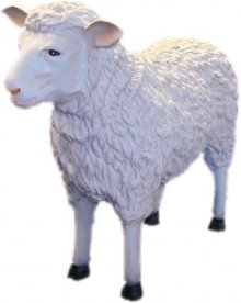 Schaf gross stehend