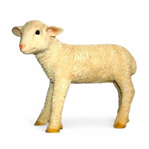 Lamm