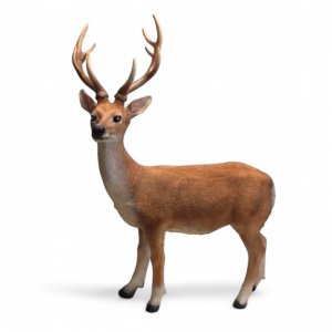 Hirsch
