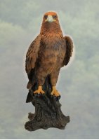 Adler auf Baumstamm