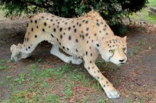Gepard