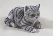 Katze liegend klein, grau